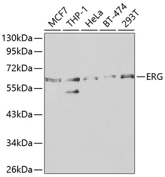 Anti-ERG Antibody (CAB1240)