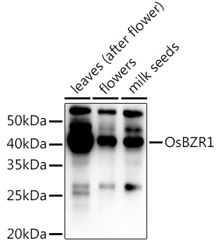 Anti-OsBZR1 Antibody (CAB16014)