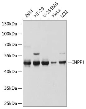 Anti-INPP1 Antibody (CAB10372)