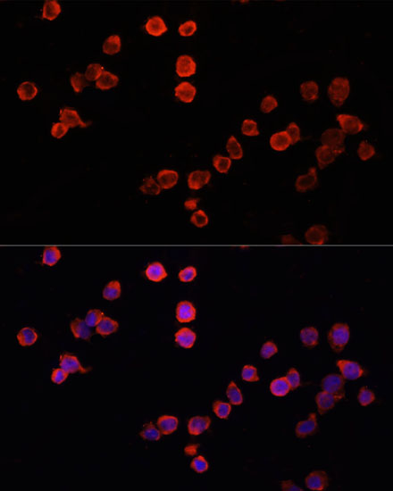 Anti-MUL1 Antibody (CAB13125)