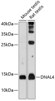 Anti-DNAL4 Antibody (CAB12208)