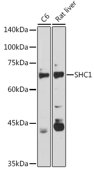 Anti-SHC1 Antibody (CAB7725)