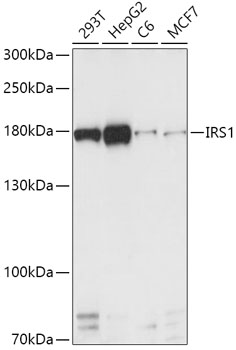 Anti-IRS1 Antibody (CAB16902)