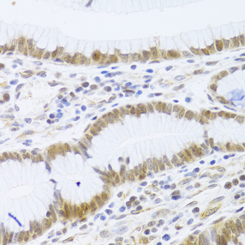 Anti-MCM4 Antibody (CAB3018)