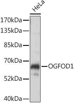 Anti-OGFOD1 Antibody (CAB16543)