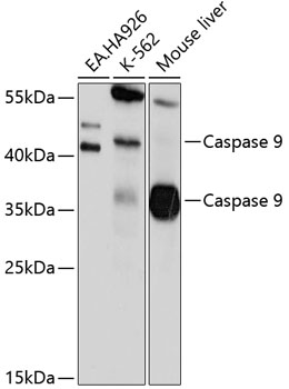 Anti-Caspase-9 Antibody (CAB0019)