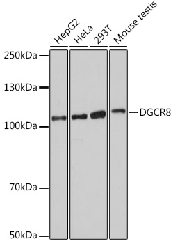 Anti-DGCR8 Antibody (CAB18630)