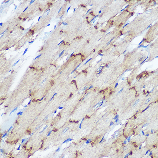 Anti-GJA1 Antibody (CAB11752)