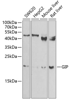 Anti-GIP Antibody (CAB6230)