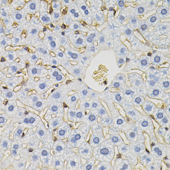 Anti-SLC6A1 Antibody (CAB7730)