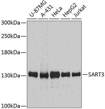 Anti-SART3 Antibody (CAB12124)