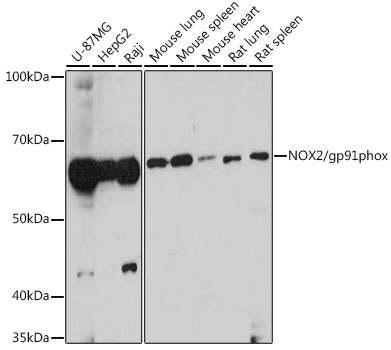 Anti-NOX2/gp91phox Antibody (CAB12430)