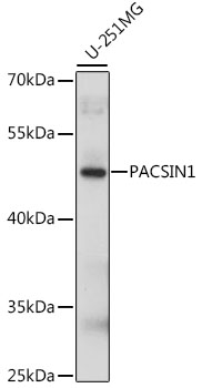 Anti-PACSIN1 Antibody (CAB15827)