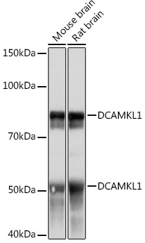 Anti-DCAMKL1 Antibody (CAB4372)