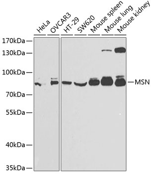 Anti-MSN Antibody (CAB2178)