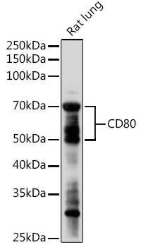 Anti-CD80 Antibody (CAB16039)