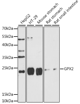 Anti-GPX2 Antibody (CAB15999)