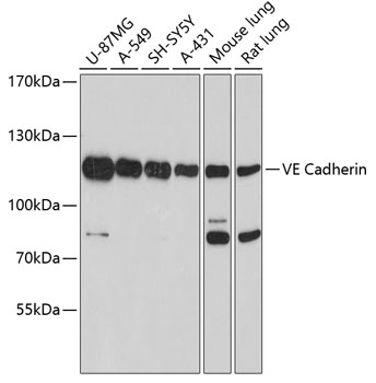 Anti-VE Cadherin Antibody (CAB0734)