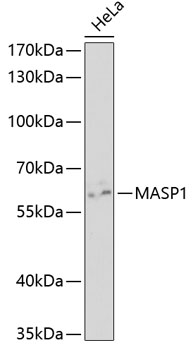 Anti-MASP1 Antibody (CAB5693)