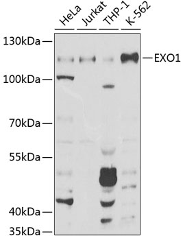 Anti-EXO1 Antibody (CAB1941)