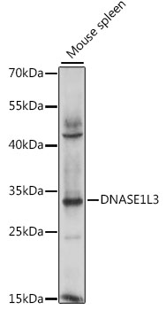 Anti-DNASE1L3 Antibody (CAB15608)