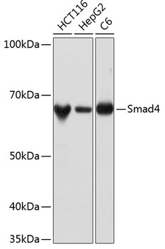 Anti-Smad4 Antibody [KO Validated] (CAB19116)