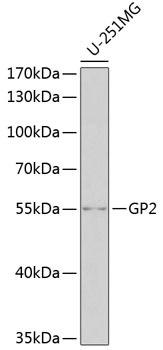 Western blot analysis of extracts of U-251MG cells, using GP2 antibody at 1:1000 dilution. Secondary antibody: HRP Goat Anti-Rabbit IgG (H+L) at 1:10000 dilution. Lysates/proteins: 25ug per lane. Blocking buffer: 3% nonfat dry milk in TBST. Detection: ECL Basic Kit. Exposure time: 90s.