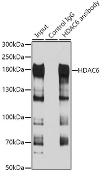 Anti-HDAC6 Antibody (CAB11259)