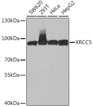 Anti-XRCC5 Antibody (CAB5862)