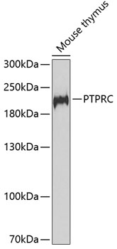 Anti-PTPRC Antibody (CAB2115)