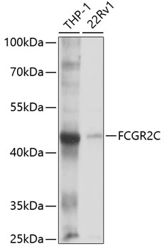Anti-FCGR2C Antibody (CAB10062)