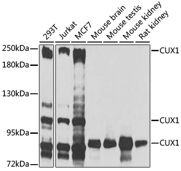 Anti-CUX1 Antibody (CAB2213)