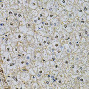 Anti-NRF1 Antibody (CAB14190)