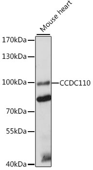 Anti-CCDC110 Antibody (CAB16179)