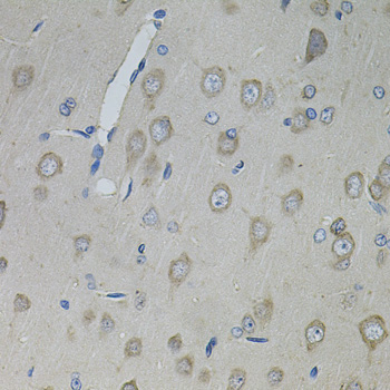 Anti-CNTFR Antibody (CAB12424)