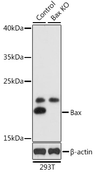 Anti-Bax Antibody [KO Validated] (CAB0207)