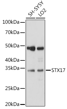 Anti-STX17 Antibody (CAB17174)