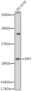 Anti-NPY Antibody (CAB3178)