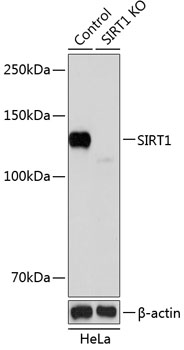 Anti-SIRT1 Antibody [KO Validated] (CAB19667)