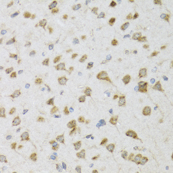 Anti-PI3 Antibody (CAB12482)