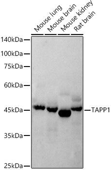 Western blot analysis of extracts of various cell lines, using TAPP1 antibody at 1:500 dilution. Secondary antibody: HRP Goat Anti-Rabbit IgG (H+L) at 1:10000 dilution. Lysates/proteins: 25ug per lane. Blocking buffer: 3% nonfat dry milk in TBST. Detection: ECL Enhanced Kit. Exposure time: 120s.