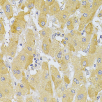 Anti-Slug Antibody (CAB1057)