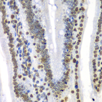 Anti-SEPT7 Antibody (CAB6883)