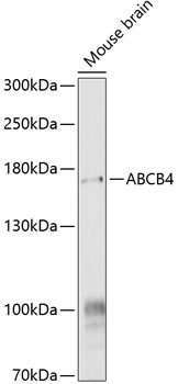 Anti-ABCB4 Polyclonal Antibody (CAB9835)