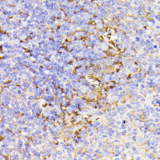 Anti-PSMG1 Antibody (CAB15339)