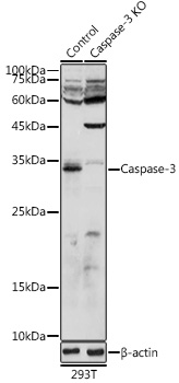 Anti-Caspase-3 Antibody [KO Validated] (CAB11040)