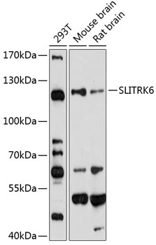 Anti-SLITRK6 Antibody (CAB3521)