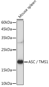 Anti-ASC / TMS1 Antibody (CAB1170)