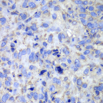 Anti-Caspase-7 Antibody (CAB1524)