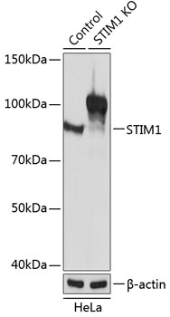 Anti-STIM1 Antibody [KO Validated] (CAB19894)